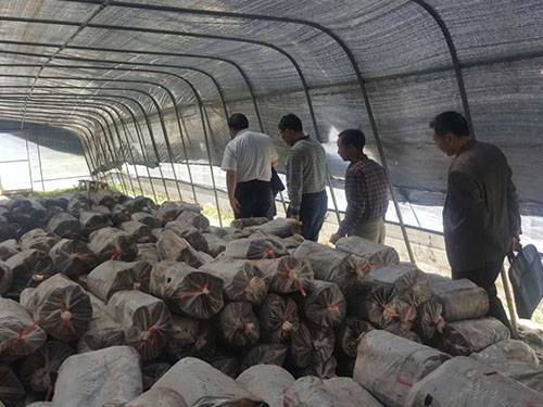 市人大副主任劉德勝率人大農(nóng)經(jīng)委羅主任、市農(nóng)委劉文峰副主任一行蒞臨公司生產(chǎn)基地調(diào)研黑木耳、大球蓋菇、靈芝等生產(chǎn)效益情況