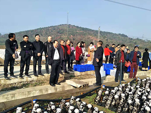 肖擁軍副市長(zhǎng)視察公司黑木耳基地