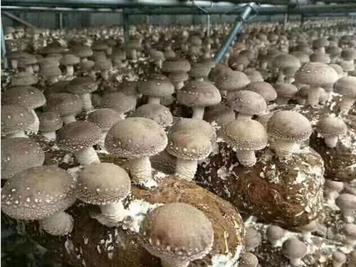 大棚香菇