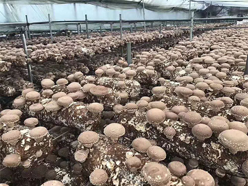 大棚香菇