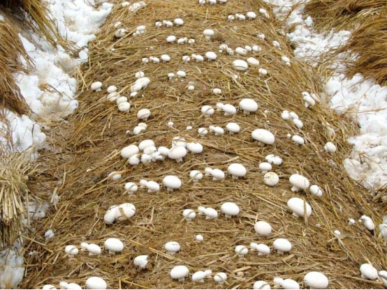 湖南神駿農(nóng)業(yè)科技發(fā)展有限公司,神駿農(nóng)業(yè),靈芝,雙孢菇,杏鮑菇,食用菌哪家好