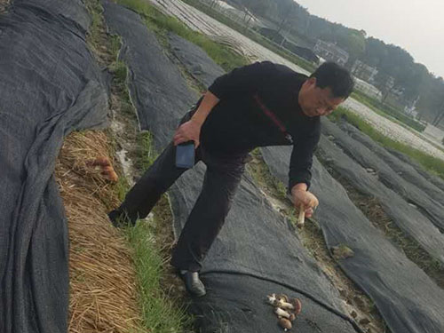 湖南神駿農(nóng)業(yè)科技發(fā)展有限公司,湖南神駿農(nóng)業(yè),神駿農(nóng)業(yè),邵陽(yáng)食用菌,邵陽(yáng)食用菌種植基地