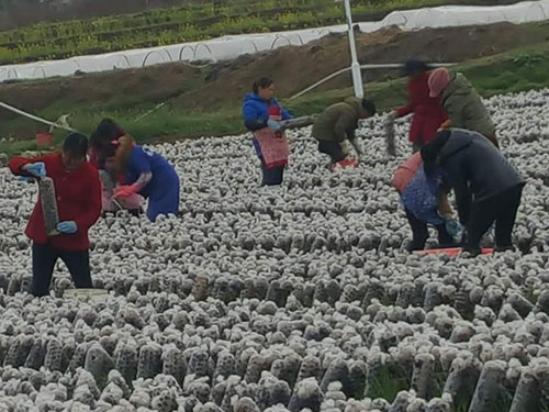 湖南神駿農(nóng)業(yè)科技發(fā)展有限公司,湖南神駿農(nóng)業(yè),神駿農(nóng)業(yè),邵陽(yáng)食用菌,邵陽(yáng)食用菌種植基地