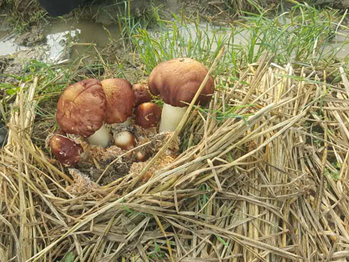 湖南神駿農(nóng)業(yè)科技發(fā)展有限公司,湖南神駿農(nóng)業(yè),神駿農(nóng)業(yè),邵陽(yáng)食用菌,邵陽(yáng)食用菌種植基地