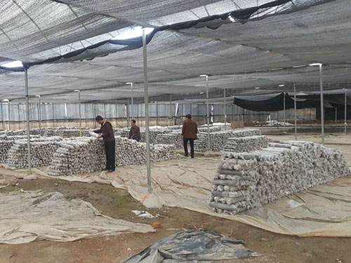 湖南神駿農(nóng)業(yè)科技發(fā)展有限公司,湖南神駿農(nóng)業(yè),神駿農(nóng)業(yè),邵陽(yáng)食用菌,邵陽(yáng)食用菌種植基地