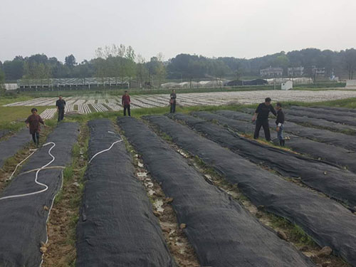 湖南神駿農(nóng)業(yè)科技發(fā)展有限公司,湖南神駿農(nóng)業(yè),神駿農(nóng)業(yè),邵陽(yáng)食用菌,邵陽(yáng)食用菌種植基地