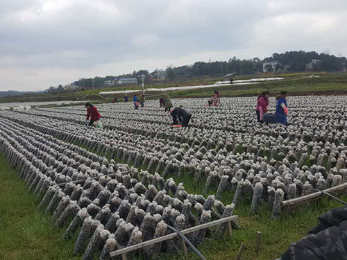 湖南神駿農(nóng)業(yè)科技發(fā)展有限公司,湖南神駿農(nóng)業(yè),神駿農(nóng)業(yè),邵陽(yáng)食用菌,邵陽(yáng)食用菌種植基地