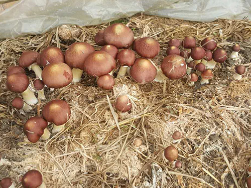 湖南神駿農(nóng)業(yè)科技發(fā)展有限公司,湖南神駿農(nóng)業(yè),神駿農(nóng)業(yè),邵陽(yáng)食用菌,邵陽(yáng)食用菌種植基地