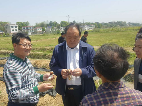 湖南神駿農(nóng)業(yè)科技發(fā)展有限公司,湖南神駿農(nóng)業(yè),神駿農(nóng)業(yè),邵陽食用菌,邵陽食用菌種植基地