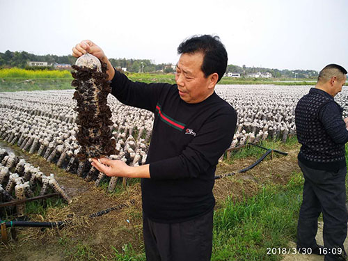 湖南神駿農(nóng)業(yè)科技發(fā)展有限公司,湖南神駿農(nóng)業(yè),神駿農(nóng)業(yè),邵陽食用菌,邵陽食用菌種植基地