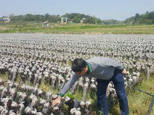 湖南神駿農(nóng)業(yè)科技發(fā)展有限公司,湖南神駿農(nóng)業(yè),神駿農(nóng)業(yè),邵陽食用菌,邵陽食用菌種植基地