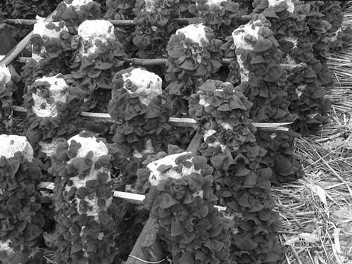 湖南神駿農(nóng)業(yè)科技發(fā)展有限公司,湖南神駿農(nóng)業(yè),神駿農(nóng)業(yè),邵陽(yáng)食用菌,邵陽(yáng)食用菌種植基地 湖南神駿農(nóng)業(yè)科技發(fā)展有限公司,湖南神駿農(nóng)業(yè),神駿農(nóng)業(yè),邵陽(yáng)食用菌,邵陽(yáng)食用菌種植基地