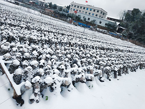 湖南神駿農(nóng)業(yè)科技發(fā)展有限公司,湖南神駿農(nóng)業(yè),神駿農(nóng)業(yè),邵陽(yáng)食用菌,邵陽(yáng)食用菌種植基地 湖南神駿農(nóng)業(yè)科技發(fā)展有限公司,湖南神駿農(nóng)業(yè),神駿農(nóng)業(yè),邵陽(yáng)食用菌,邵陽(yáng)食用菌種植基地