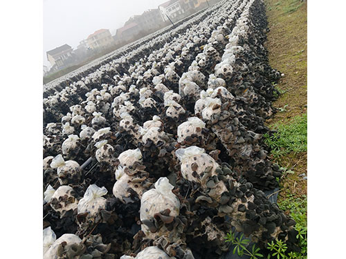 湖南神駿農(nóng)業(yè)科技發(fā)展有限公司,湖南神駿農(nóng)業(yè),神駿農(nóng)業(yè),邵陽(yáng)食用菌,邵陽(yáng)食用菌種植基地 湖南神駿農(nóng)業(yè)科技發(fā)展有限公司,湖南神駿農(nóng)業(yè),神駿農(nóng)業(yè),邵陽(yáng)食用菌,邵陽(yáng)食用菌種植基地