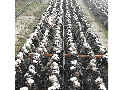 湖南神駿農(nóng)業(yè)科技發(fā)展有限公司,湖南神駿農(nóng)業(yè),神駿農(nóng)業(yè),邵陽(yáng)食用菌,邵陽(yáng)食用菌種植基地 湖南神駿農(nóng)業(yè)科技發(fā)展有限公司,湖南神駿農(nóng)業(yè),神駿農(nóng)業(yè),邵陽(yáng)食用菌,邵陽(yáng)食用菌種植基地